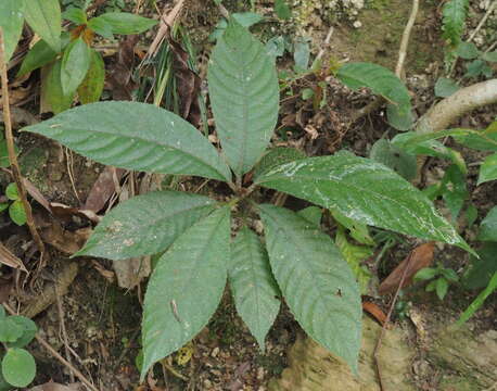 Image de Saurauia tristyla DC.