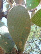 Plancia ëd Opuntia leucotricha DC.