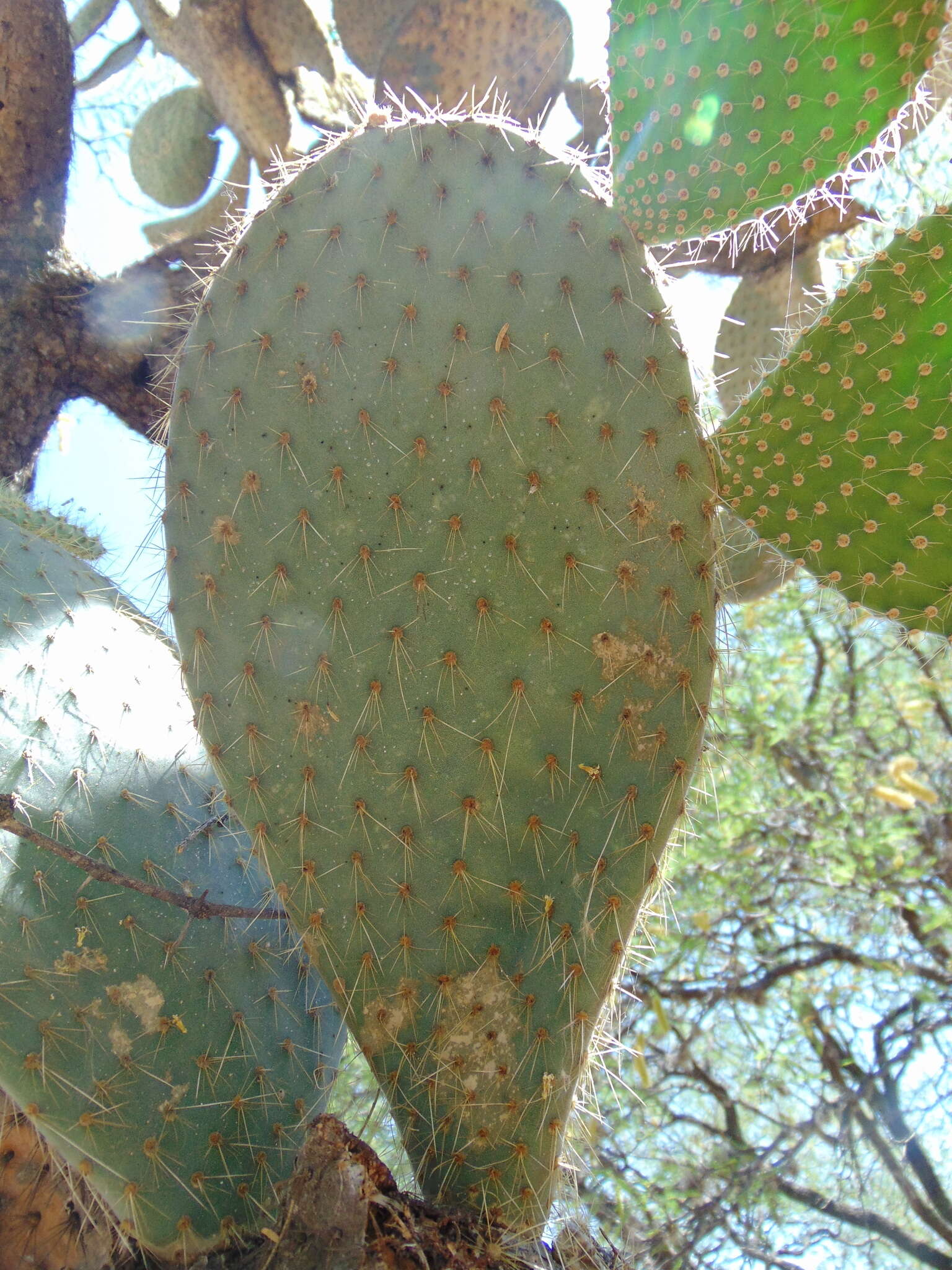 Image of Arborescent Pricklypear