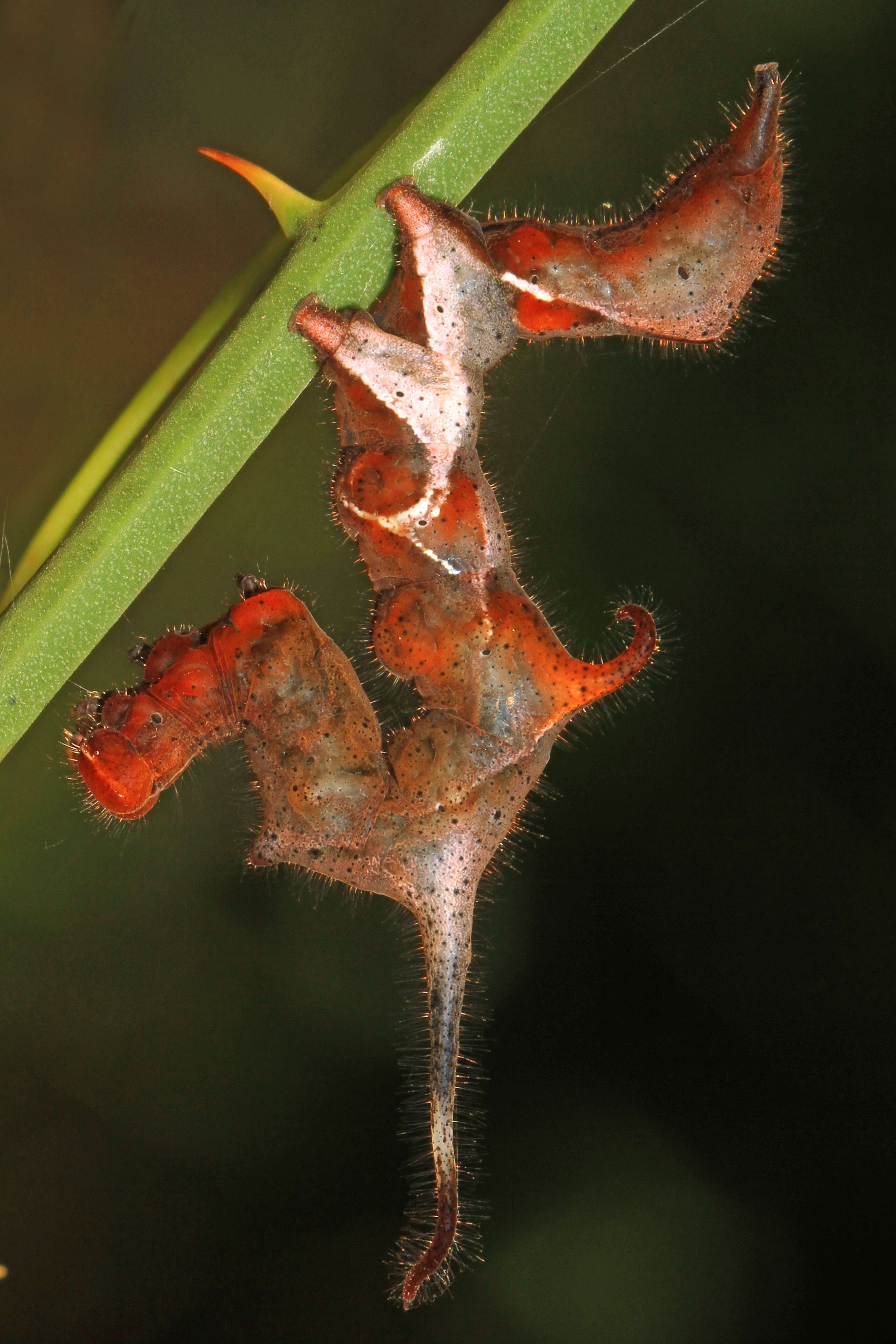 Image of Curve-lined Owlet