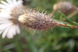 Image of Athrixia heterophylla (Thunb.) Less.