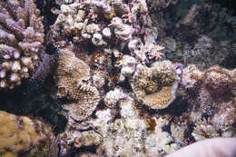 Image of Spine coral