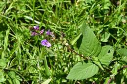 Plancia ëd Desmodium pringlei S. Watson