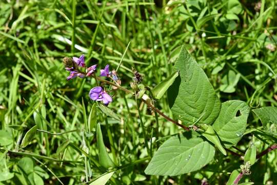 Image of Desmodium pringlei S. Watson