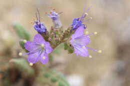 Image of Northpark phacelia