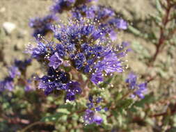 Image of Northpark phacelia