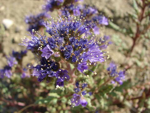 Phacelia formosula Osterh.的圖片