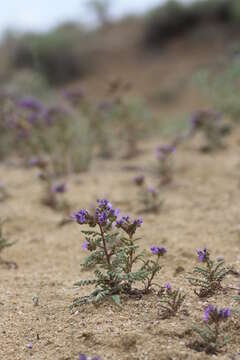 Phacelia formosula Osterh. resmi