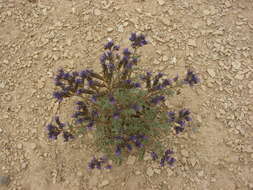 Phacelia formosula Osterh.的圖片