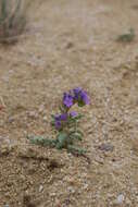 Image of Northpark phacelia