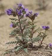 Image of Northpark phacelia