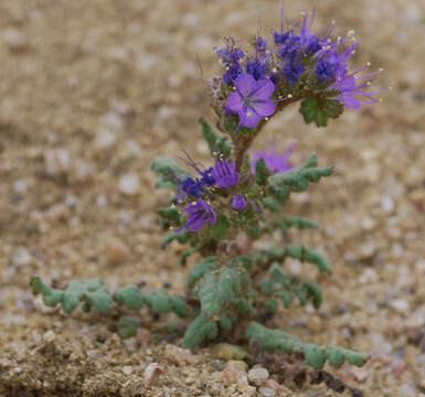 Phacelia formosula Osterh.的圖片