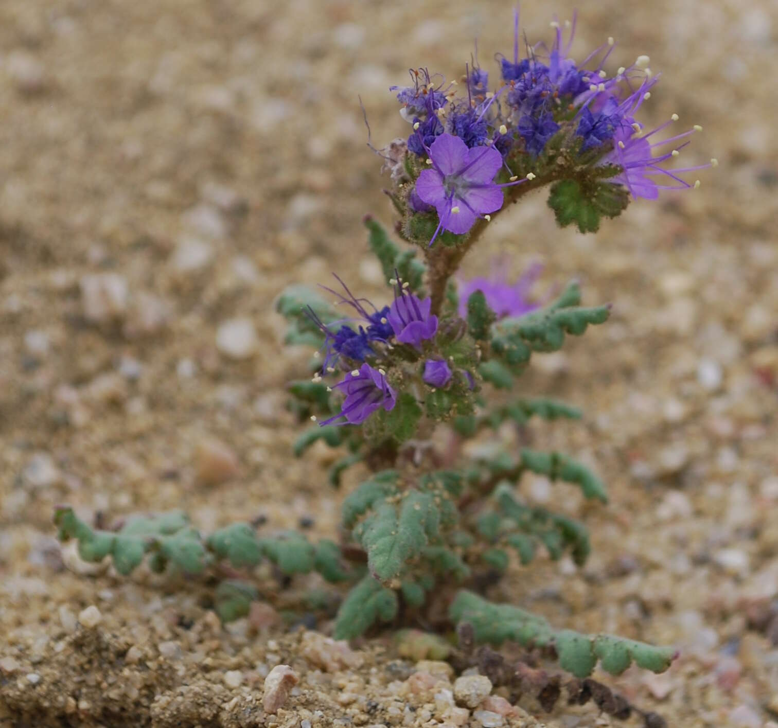 Phacelia formosula Osterh.的圖片