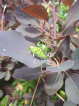 Image of speckled bush-cricket