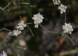 Image of Abert's buckwheat