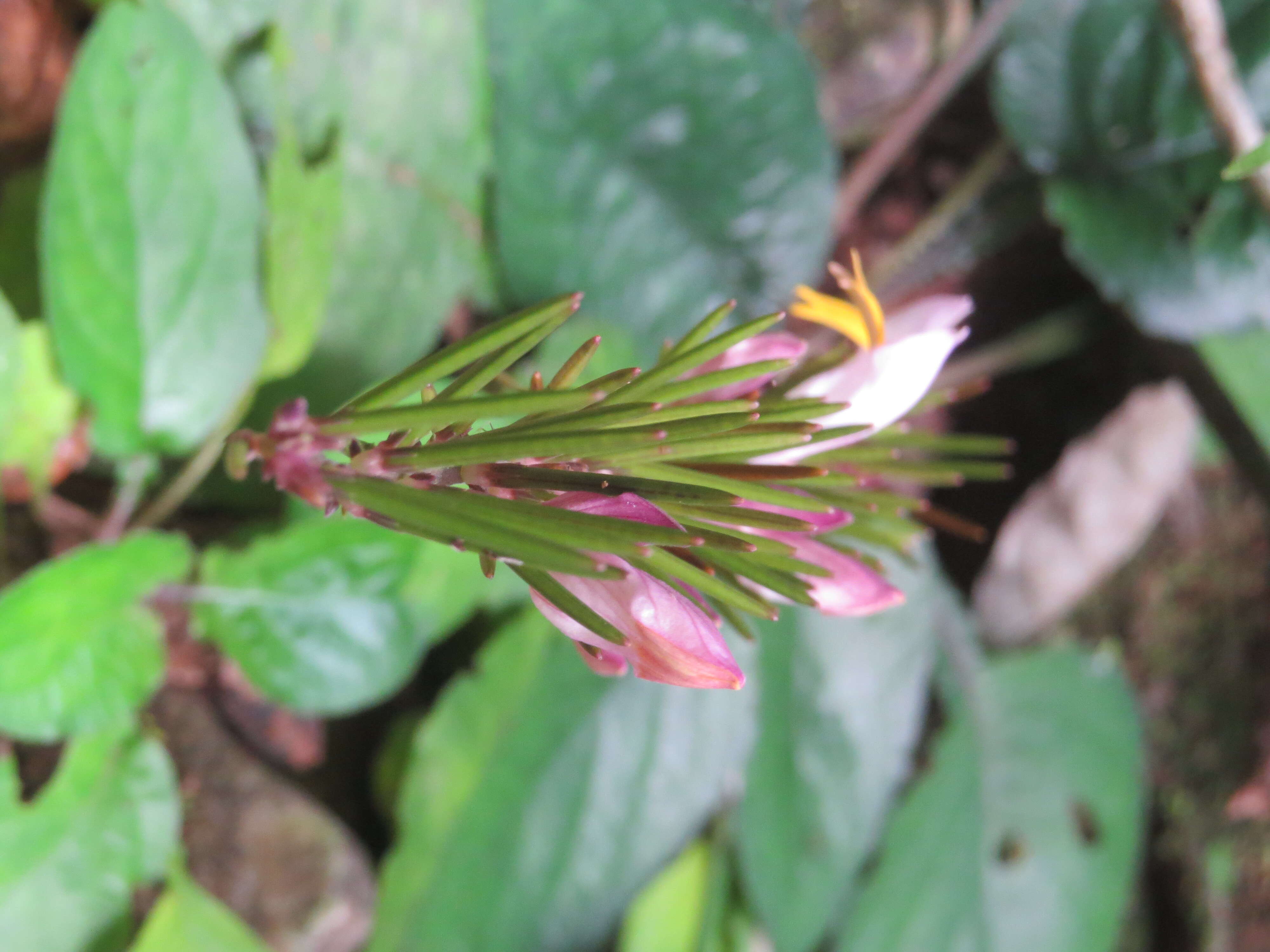 Gymnostachyum febrifugum Benth. resmi