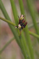 Image de Juncus haenkei E. Mey.