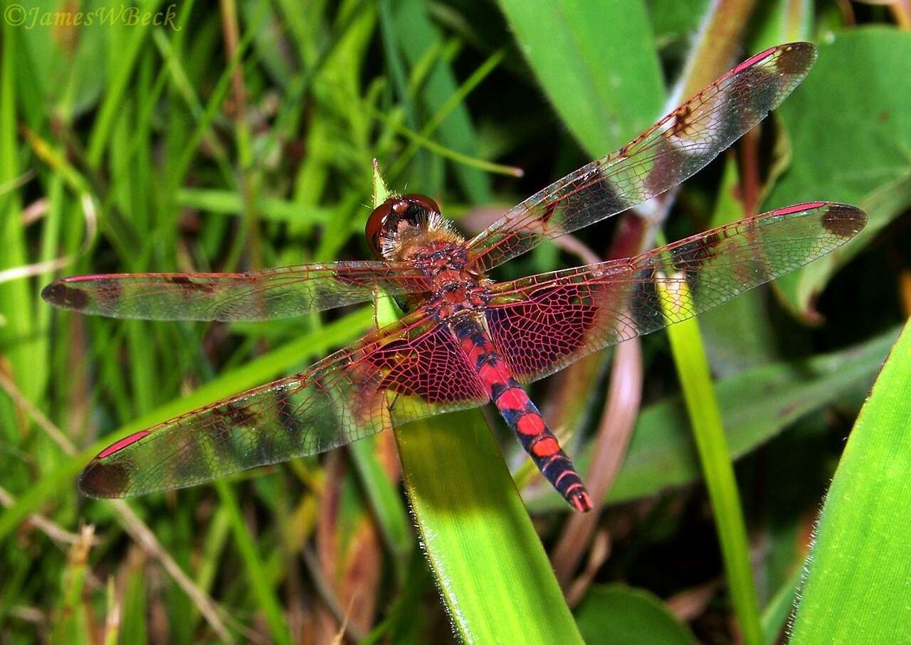 Слика од Celithemis elisa (Hagen 1861)