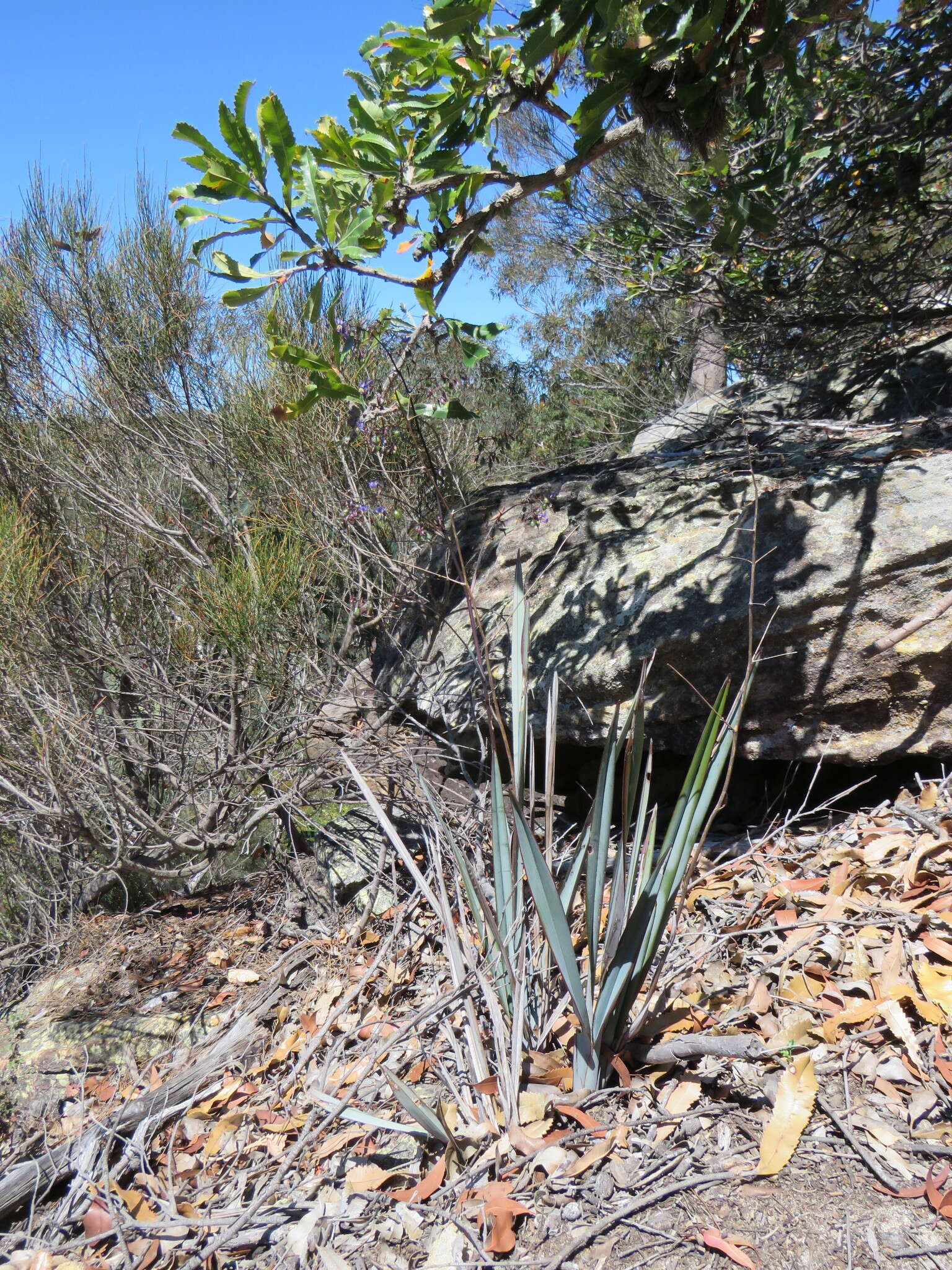 Image of Dianella prunina R. J. F. Hend.