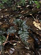 Image of toothed bristle fern