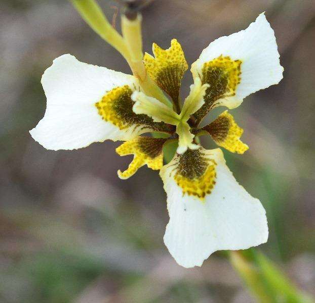 Moraea tricuspidata (L. fil.) G. J. Lewis resmi