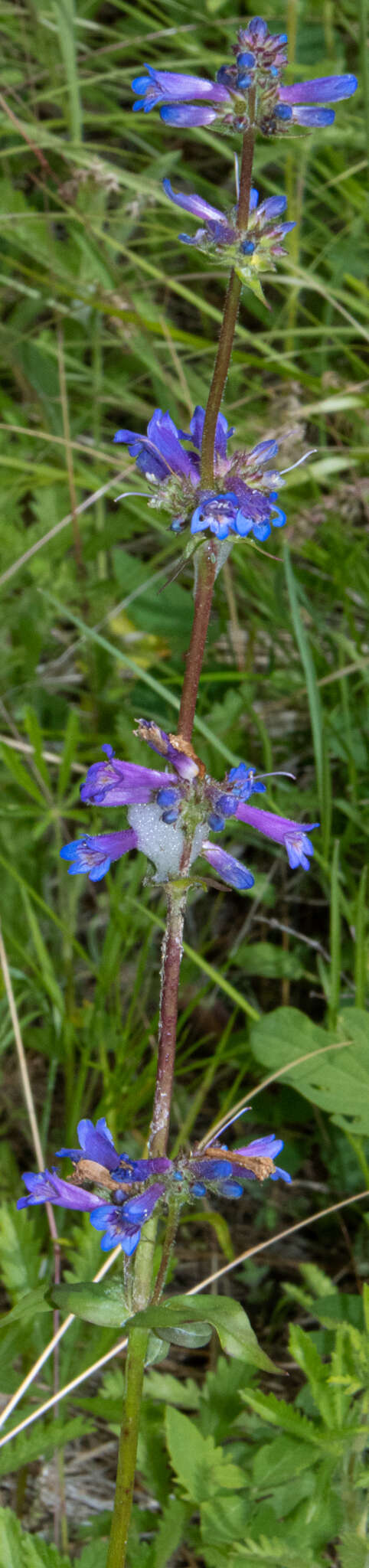 Image of sulphur penstemon