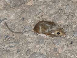 Image of Merriam's pocket mouse