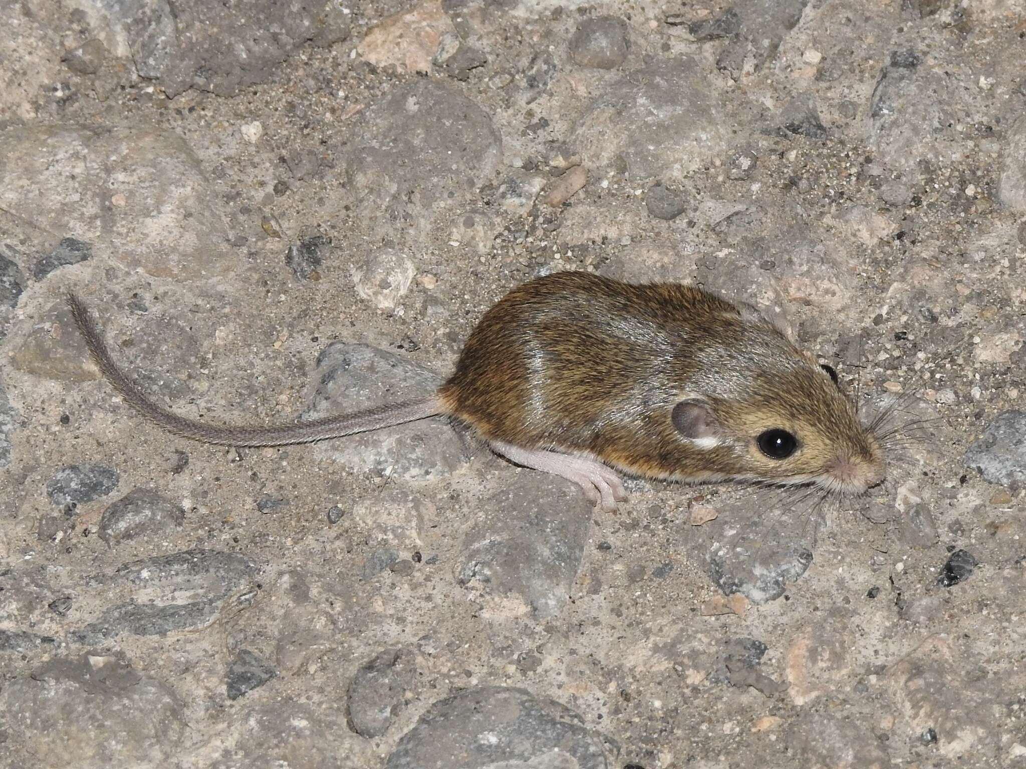 Image of Merriam's pocket mouse