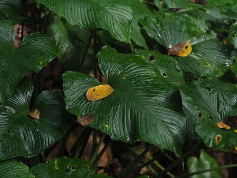 Image of Schismatoglottis calyptrata (Roxb.) Zoll. & Moritzi