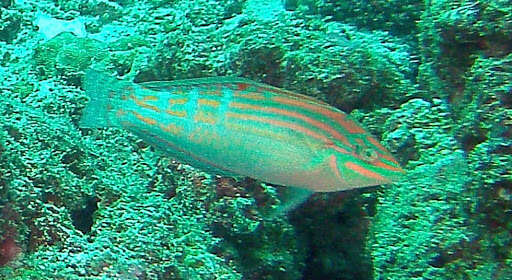 Image of Adorned wrasse