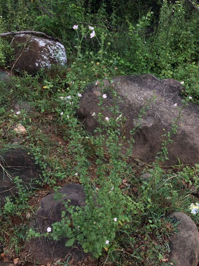Image of Pavonia zeylanica (L.) Cav.
