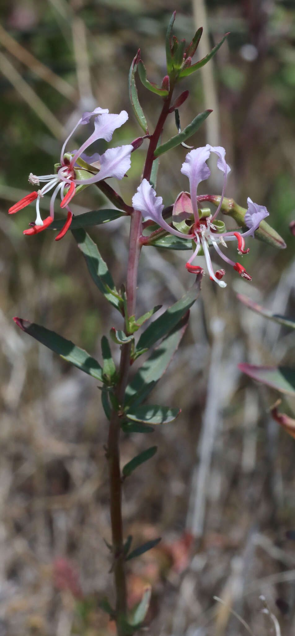 Sivun Clarkia tembloriensis Viasek kuva