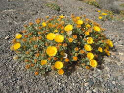 Image of false fleabane