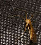 Image of Bittacus punctiger Westwood 1846