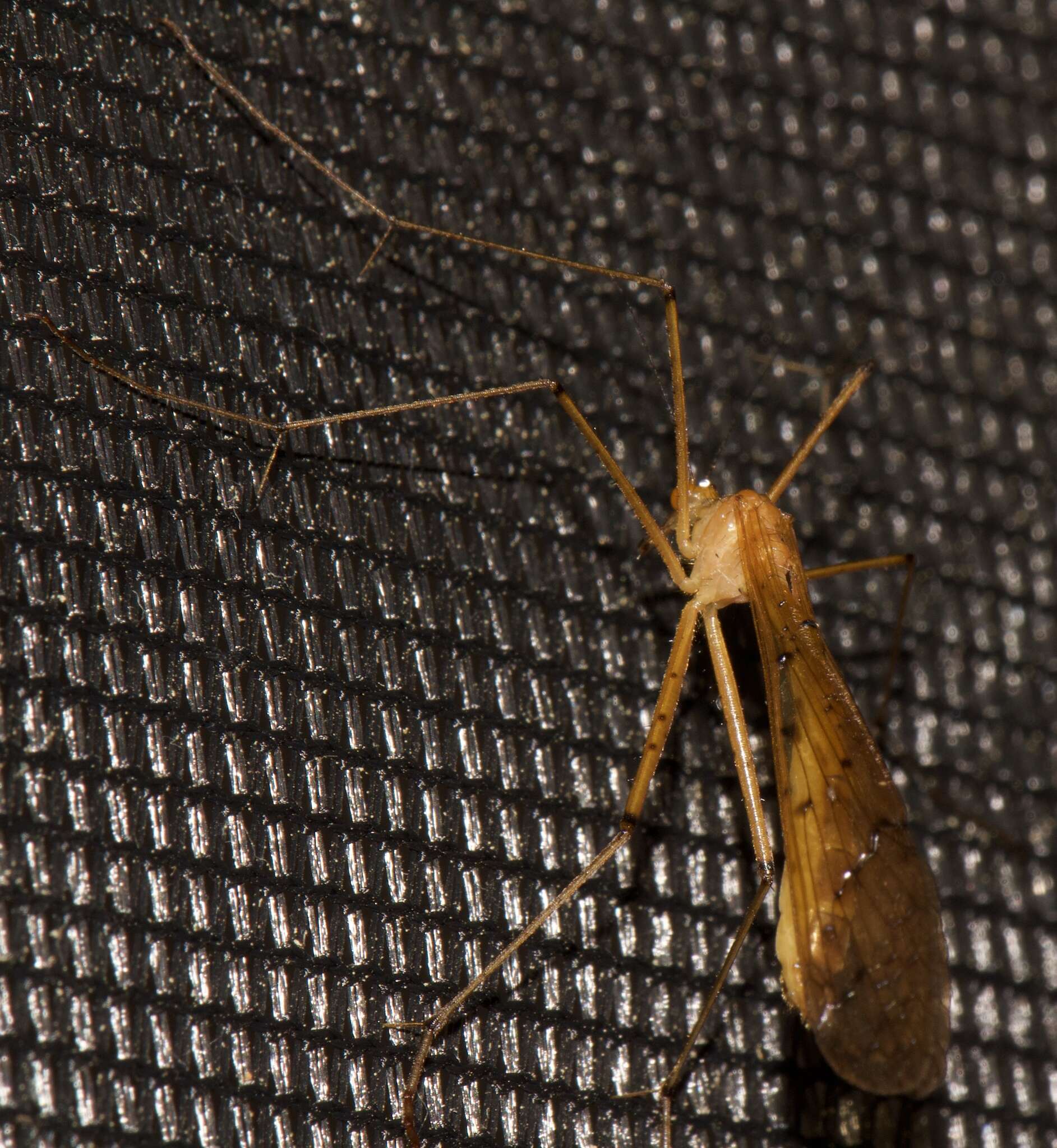 Image of Bittacus punctiger Westwood 1846