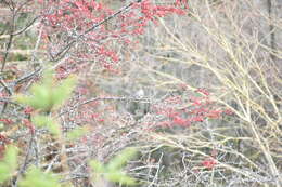 Image of Diels's cotoneaster