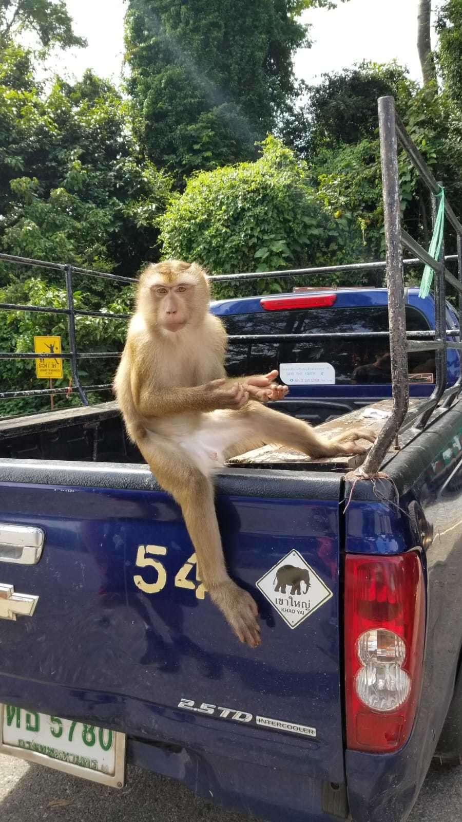 Image of Northern Pig-tailed Macaque