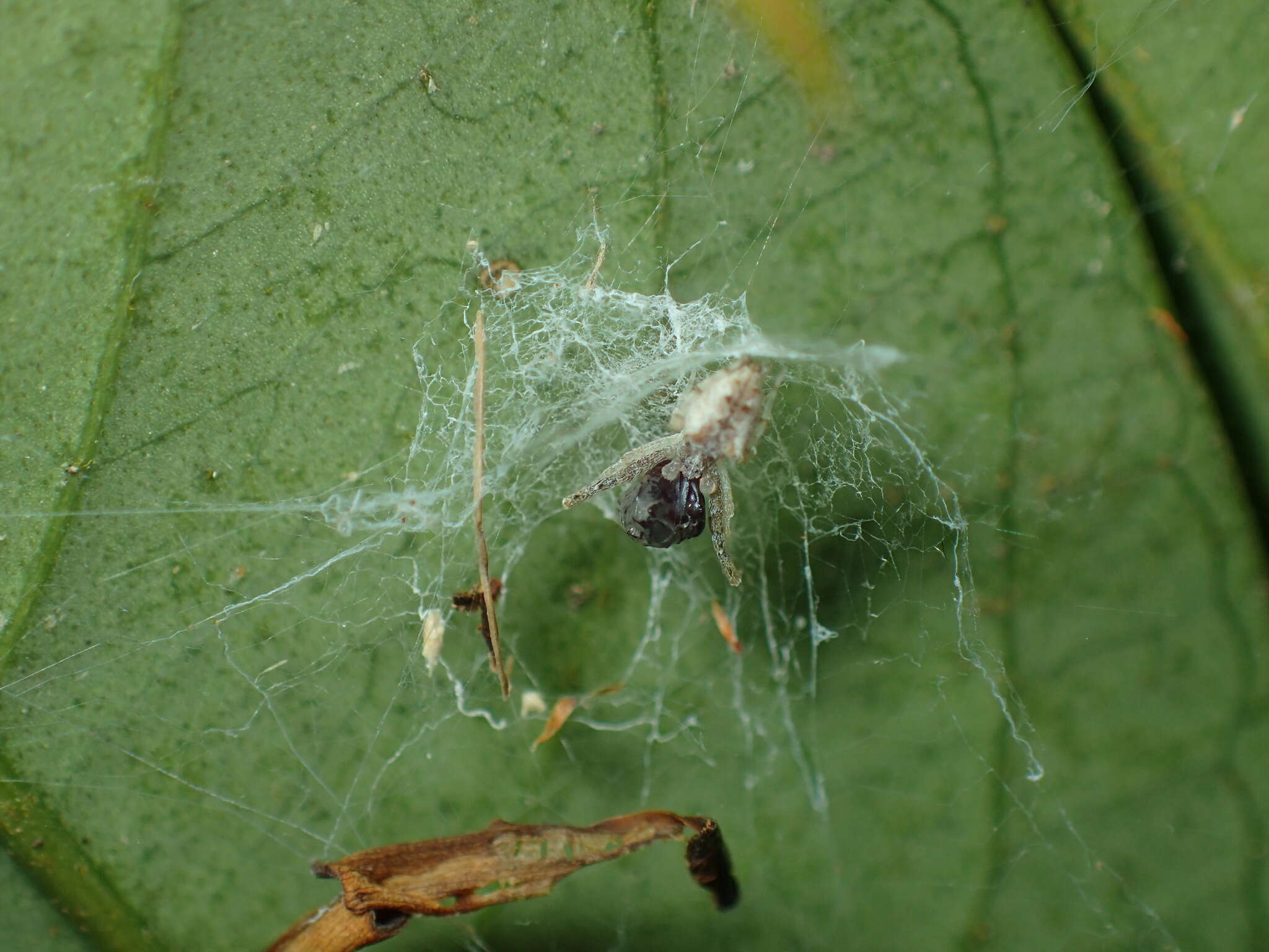 Image of Uloborus plumipes Lucas 1846