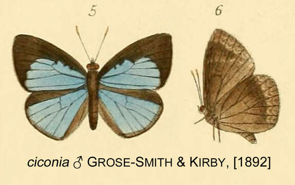 Слика од Stempfferia ciconia