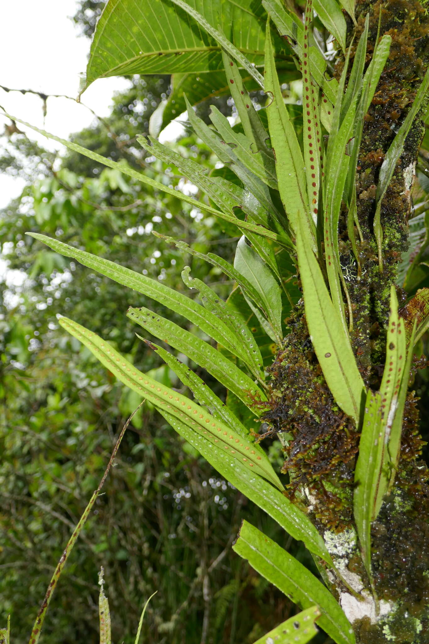 Image of Microgramma percussa (Cav.) Sota