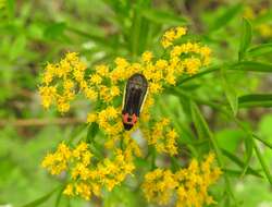 Imagem de Acmaeodera flavomarginata (Gray 1832)