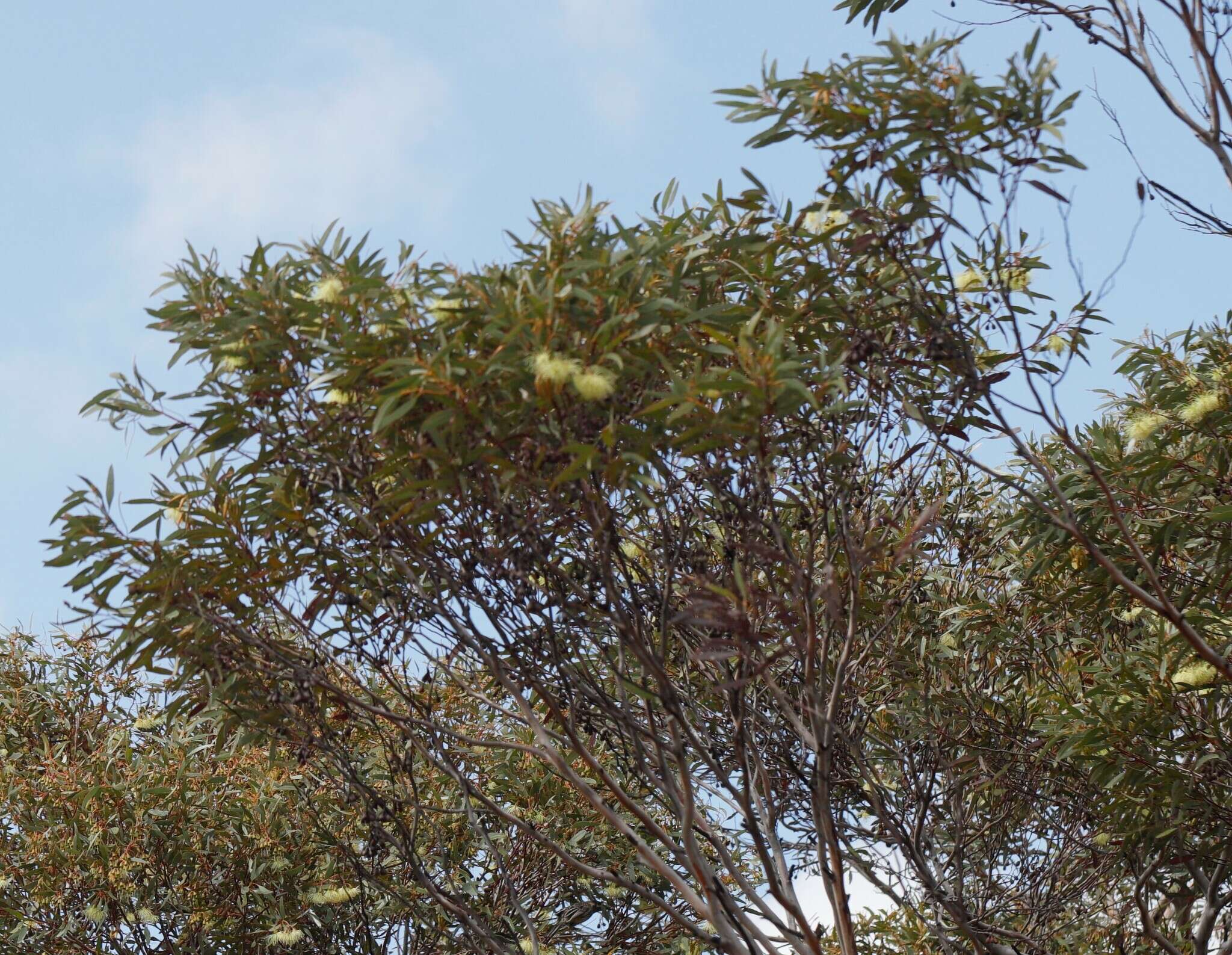 Imagem de Eucalyptus eremophila (Diels) Maiden