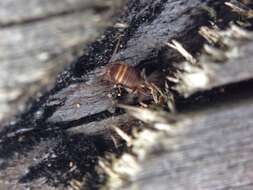 Image of ants-nest cricket