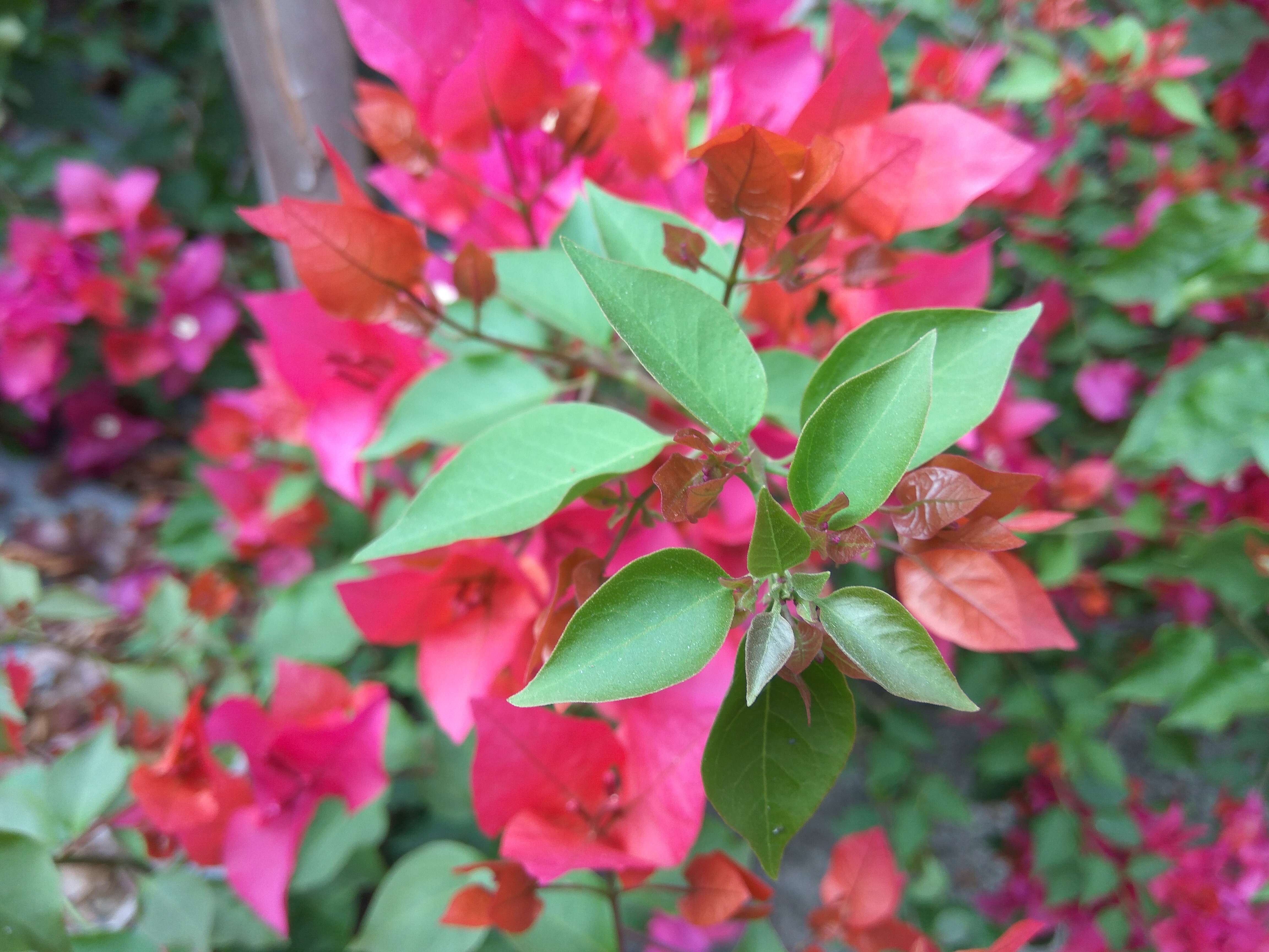 Image of paperflower