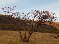 Image de Erythrina americana Mill.