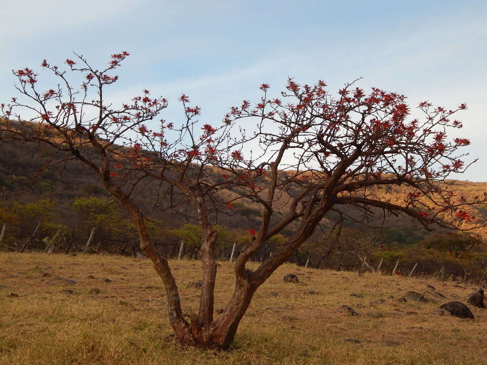 Image de Erythrina americana Mill.