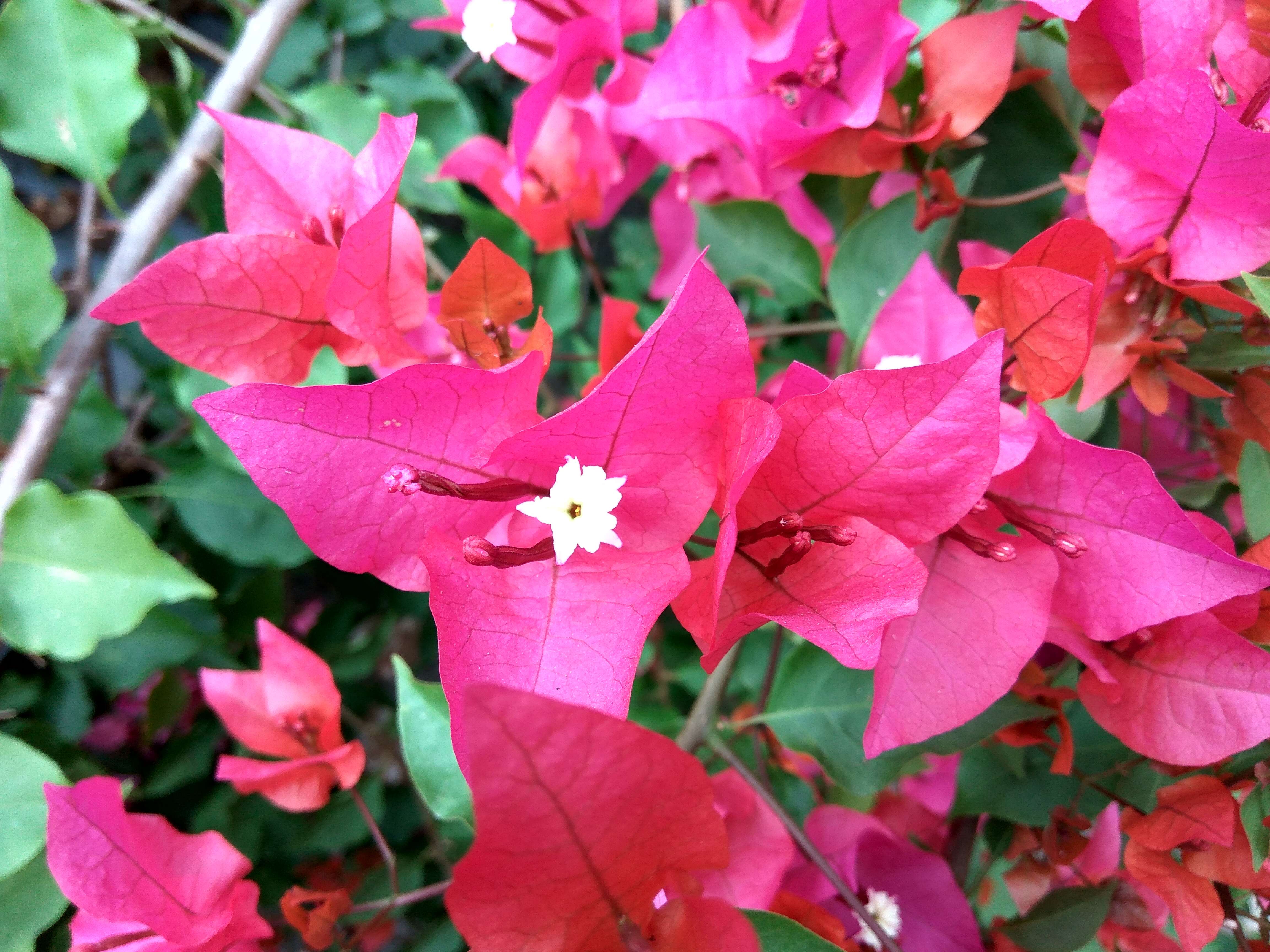 Слика од Bougainvillea glabra Choisy