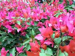 Слика од Bougainvillea glabra Choisy