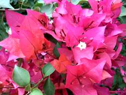 Слика од Bougainvillea glabra Choisy