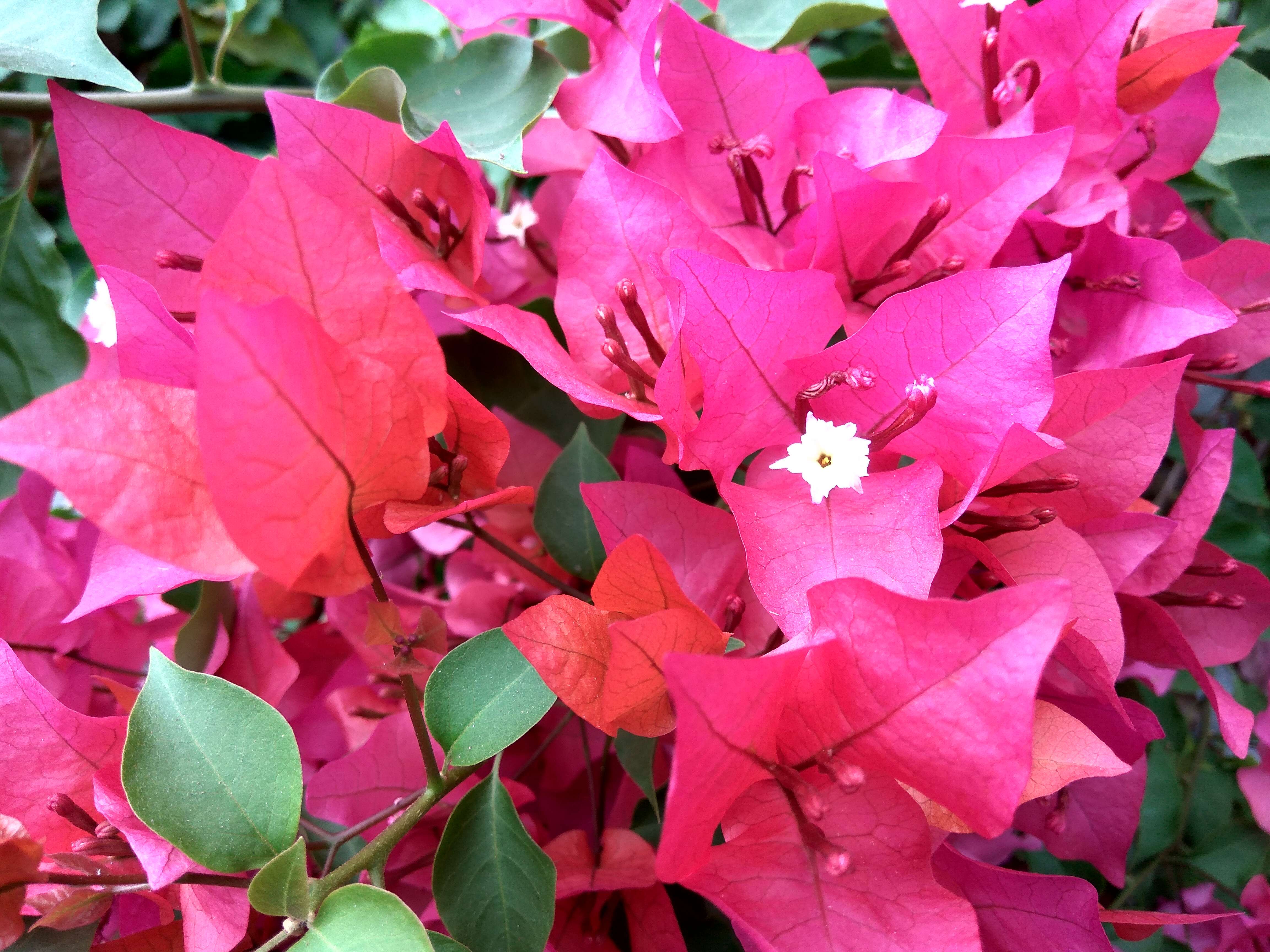 Слика од Bougainvillea glabra Choisy